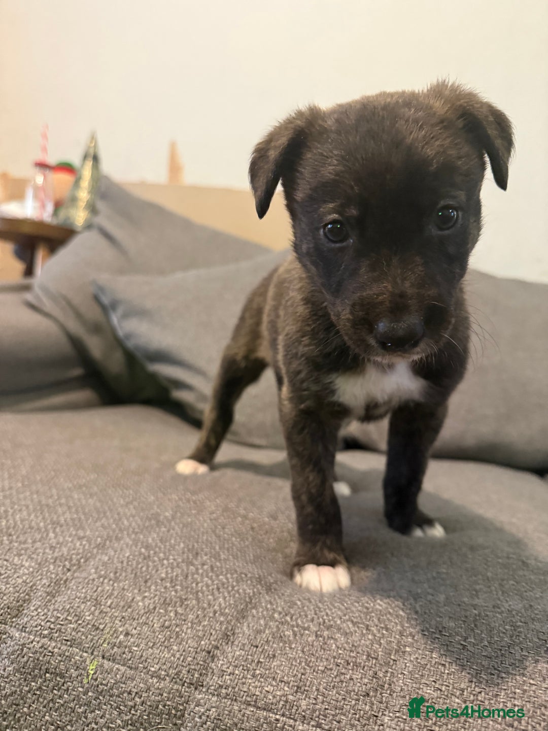 Mixed Breed dogs for sale: First cross Border collie x Greyhound - Advert 4