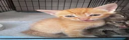 Domestic Shorthair cats for sale: domestic Shorthair Kittens  - Advert 3