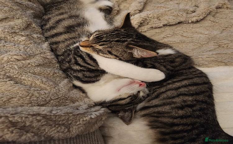 Mixed Breed cats - Advert 1