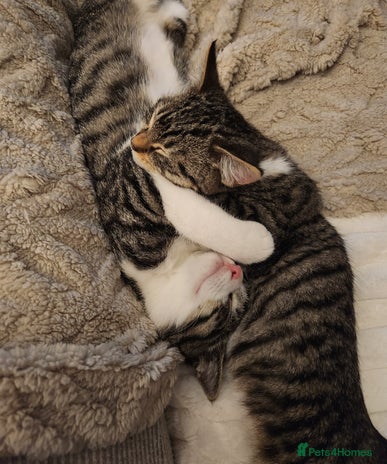 Mixed Breed cats - Advert 1