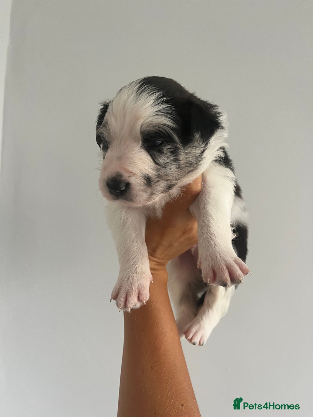 Border Collie dogs for sale: Border Collie pup- Merle, Black, Chocolate, Blonde - Image 15