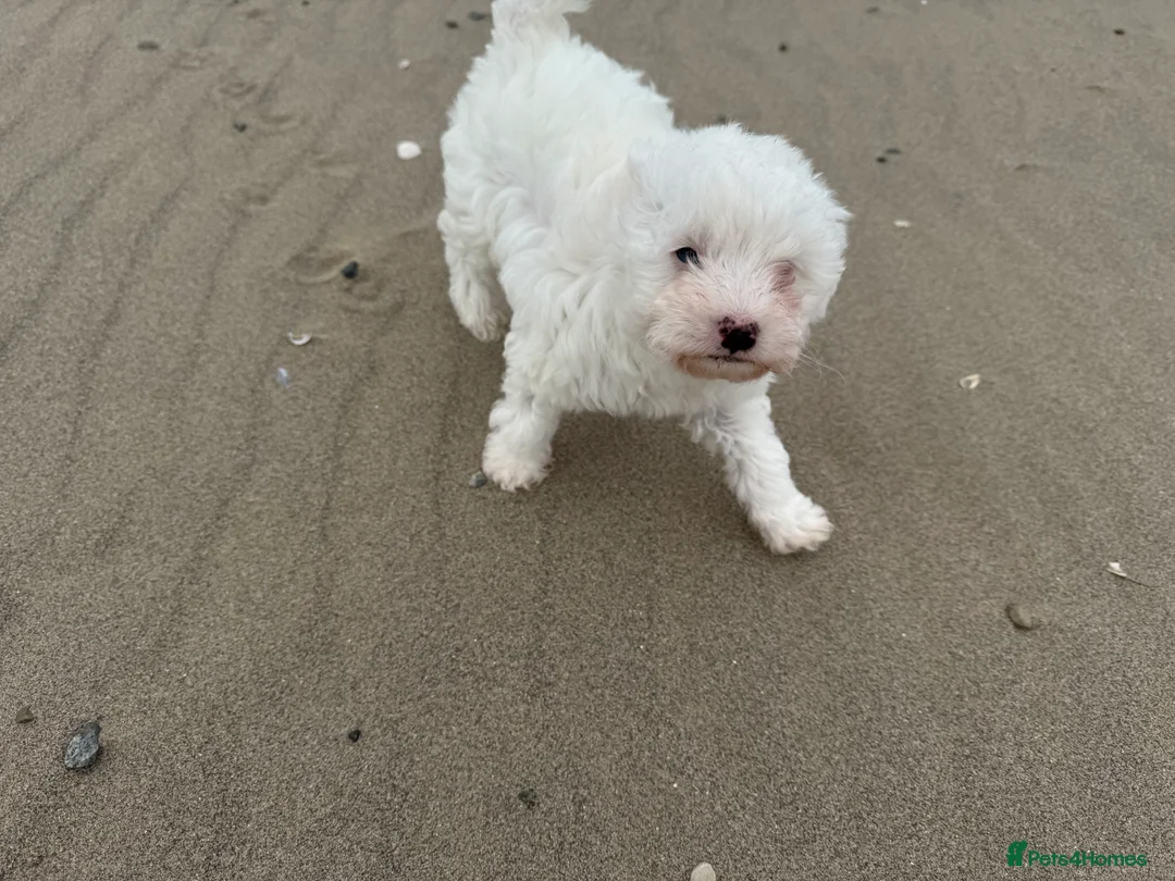 Bichon Frise dogs for sale: 🐾💕🩵Puppies looking for their forever homes!🏡🤍 in Shrewsbury - Advert 20