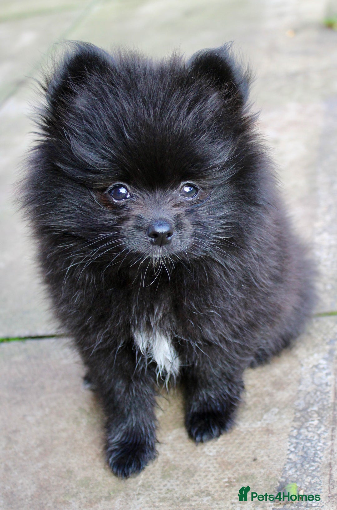 Pomeranian dogs for sale: Champion Russian Bloodlines Boy Pomeranian  - Image 1
