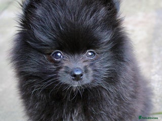 Pomeranian dogs - Advert 1