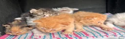 Selkirk Rex cats for sale: Beautiful Selkirk rex kitten  - Advert 12