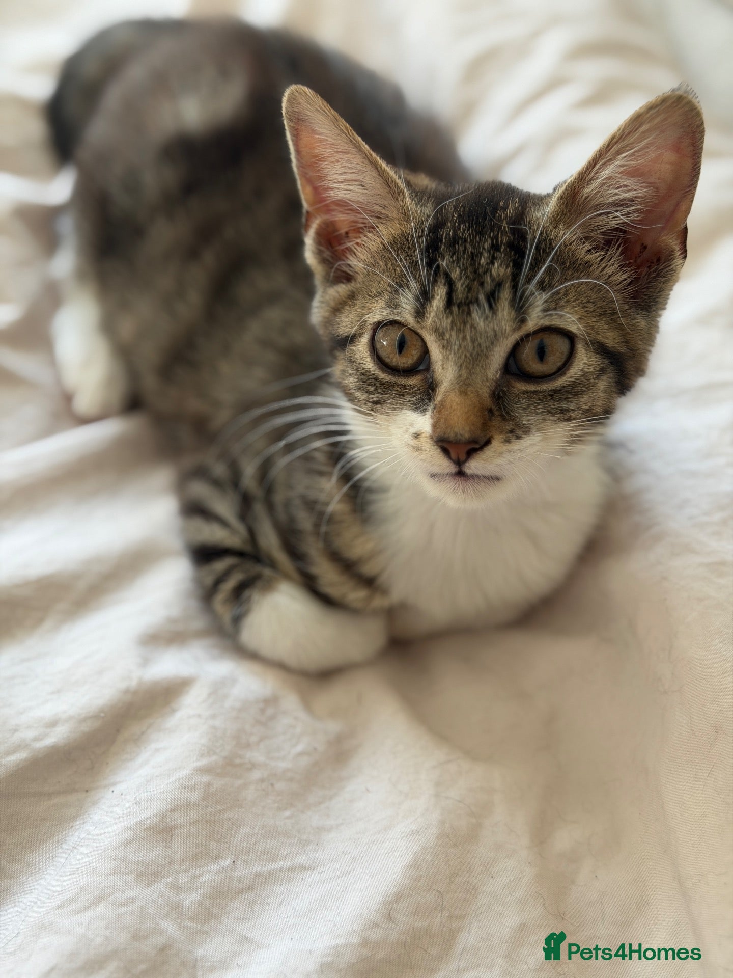 British Shorthair cats Tabby kittens, litter trained and healthy. - Advert 2