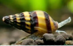 Snails invertebrates for sale: Assassin Snails - Image 1