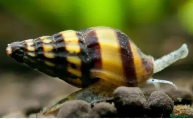 Snails invertebrates - Advert 1