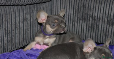 French Bulldog dogs - Advert 3
