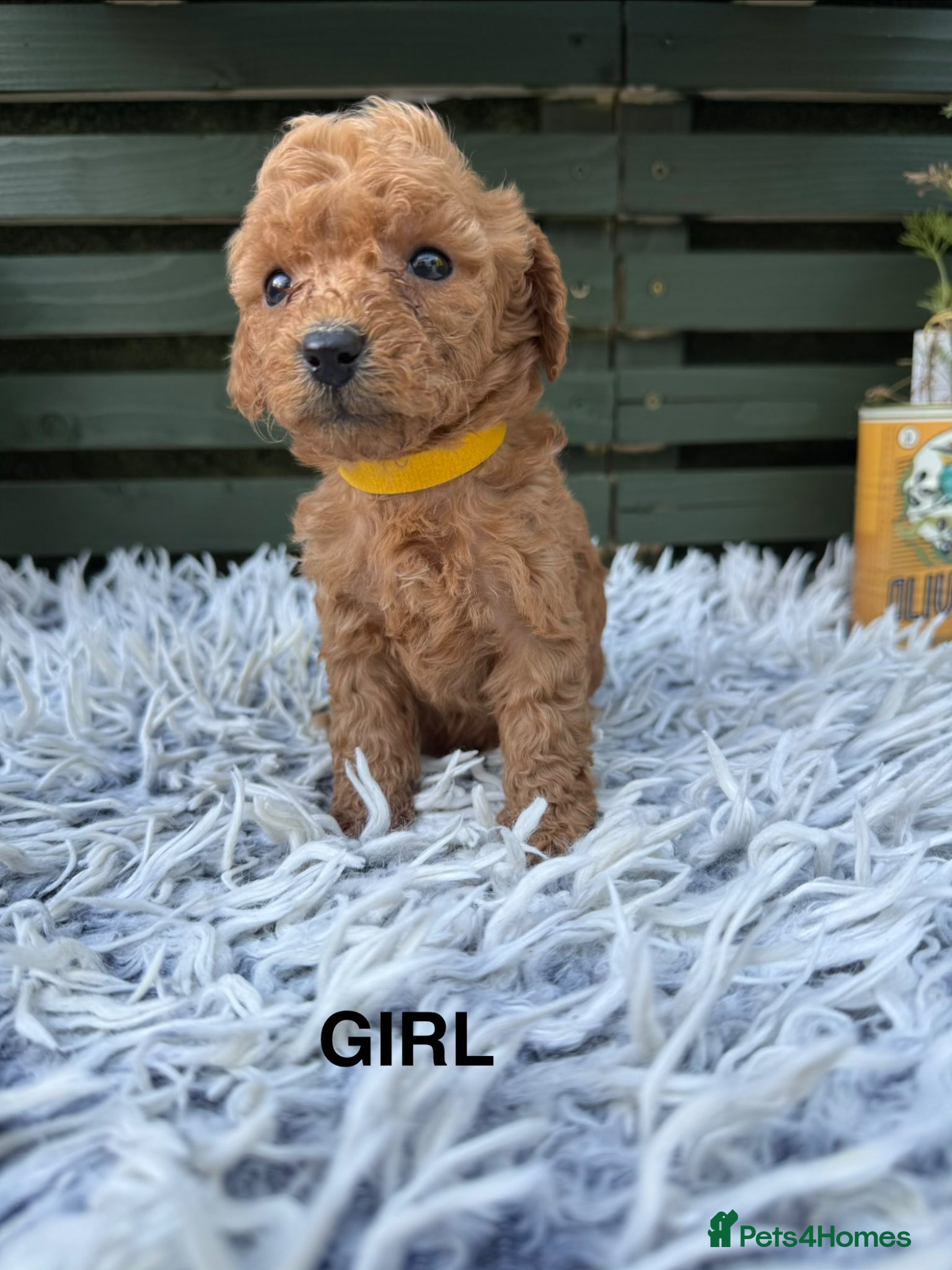 Cockapoo dogs F1b Cockapoos £995 1 girl left !!  - Advert 7