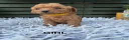 Cockapoo dogs for sale: F1b Cockapoos - Advert 7