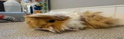Guinea Pig rodents for sale: Two gorgeous fluffy female piggies  - Advert 3