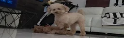 Toy Poodle dogs for sale: Cute toy poodle puppy for sale  - Advert 2