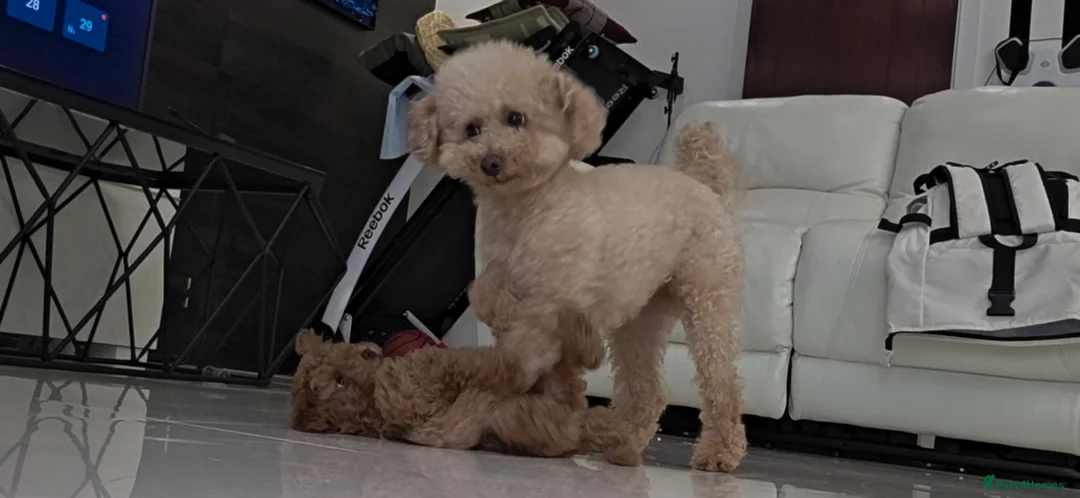 Toy Poodle dogs for sale: Cute toy poodle puppy for sale  - Advert 2