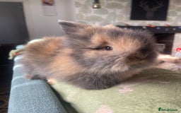 Lionhead rabbits for sale: Stunning DM lionhead rabbits 🐰 - Image 6