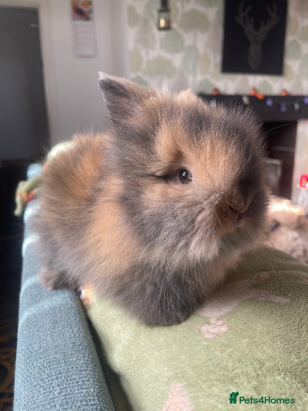 Lionhead rabbits for sale: Stunning DM lionhead rabbits 🐰 - Image 6