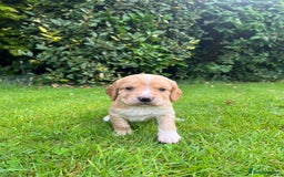 Cocker Spaniel dogs for sale: Stunning Working Cocker Spaniel Puppies - Image 3