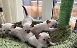 Siamese cats for sale: Siamese seal points  - Image 11