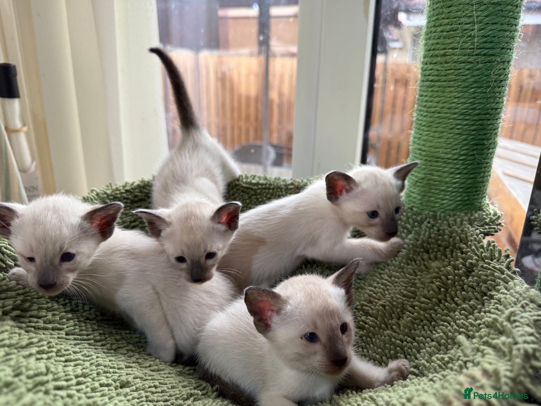 Siamese cats for sale: Siamese seal points  - Image 11