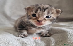 Maine Coon cats for sale: DNA TESTED 100% MAINE COON KITTENS  - Image 13