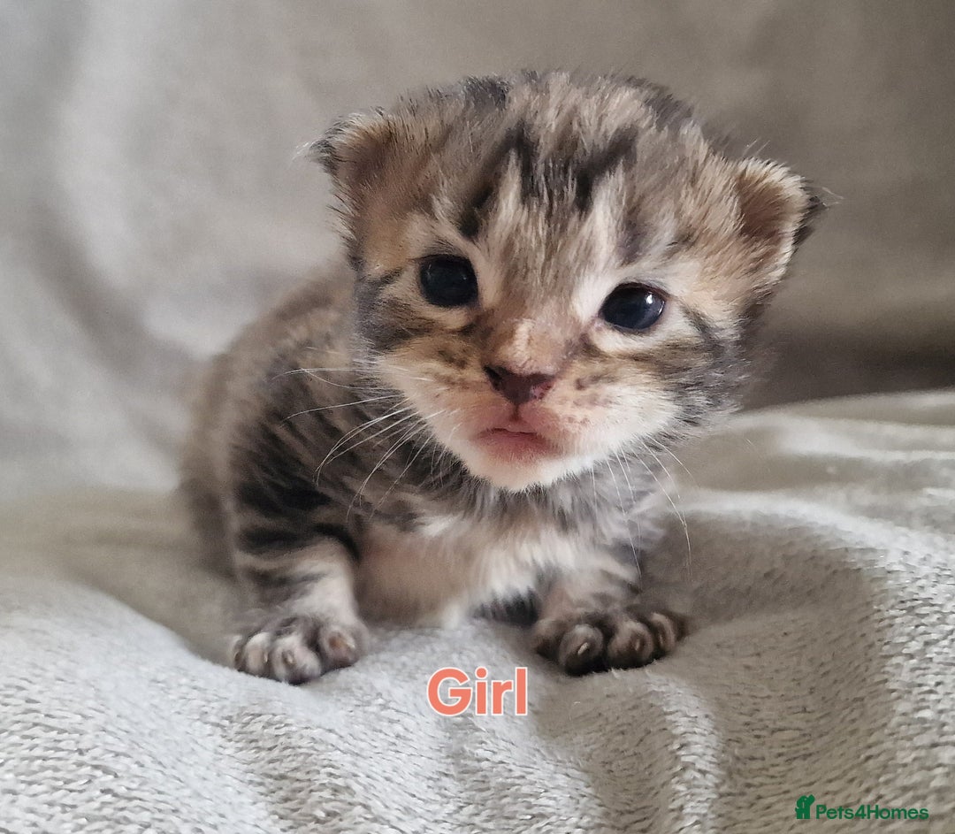 Maine Coon cats for sale: DNA TESTED 100% MAINE COON KITTENS  - Image 13