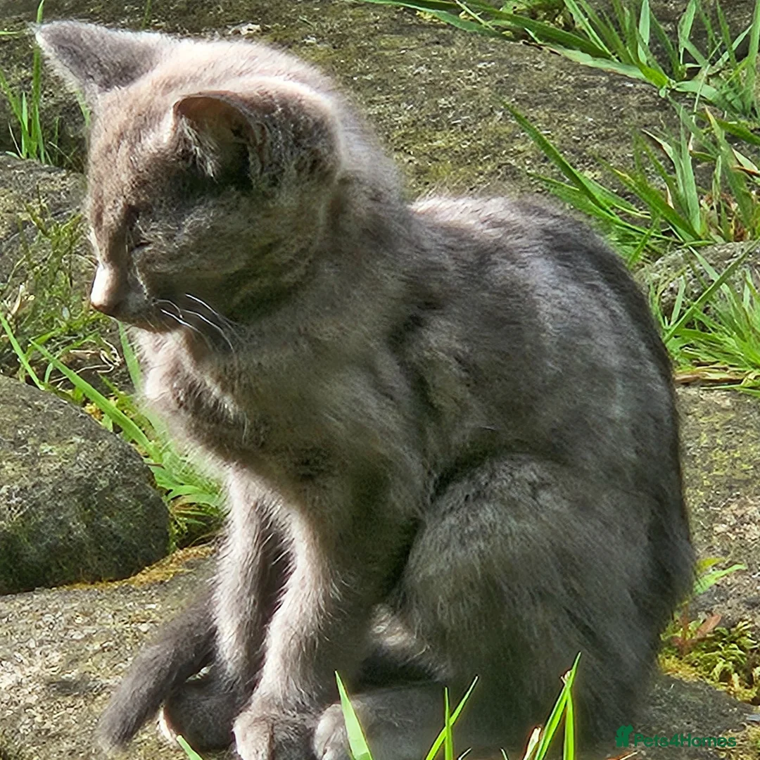 Mixed Breed cats for sale: Tiny grey barn kitten - Advert 2