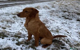 Labrador Retriever dogs for stud: KC REG FULLY HEALTH TESTED WORKING DARK RED STUD in Hawes - Image 10