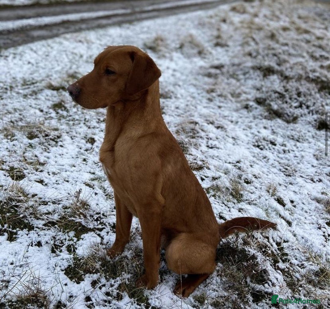 Labrador Retriever dogs for stud: KC REG FULLY HEALTH TESTED WORKING DARK RED STUD in Hawes - Image 10