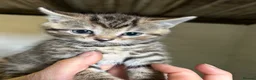 Mixed Breed cats for sale: Kittens for sale in Wotton-under-Edge - Advert 5