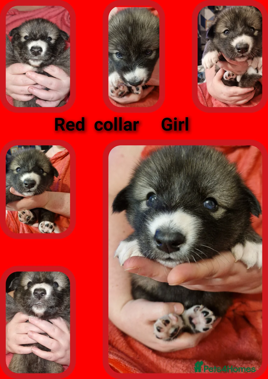 Mixed Breed dogs for sale: Stunning siberian husky cross coltriever pups  - Advert 5