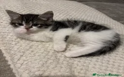 Bengal cats for sale: kitten  - Image 3
