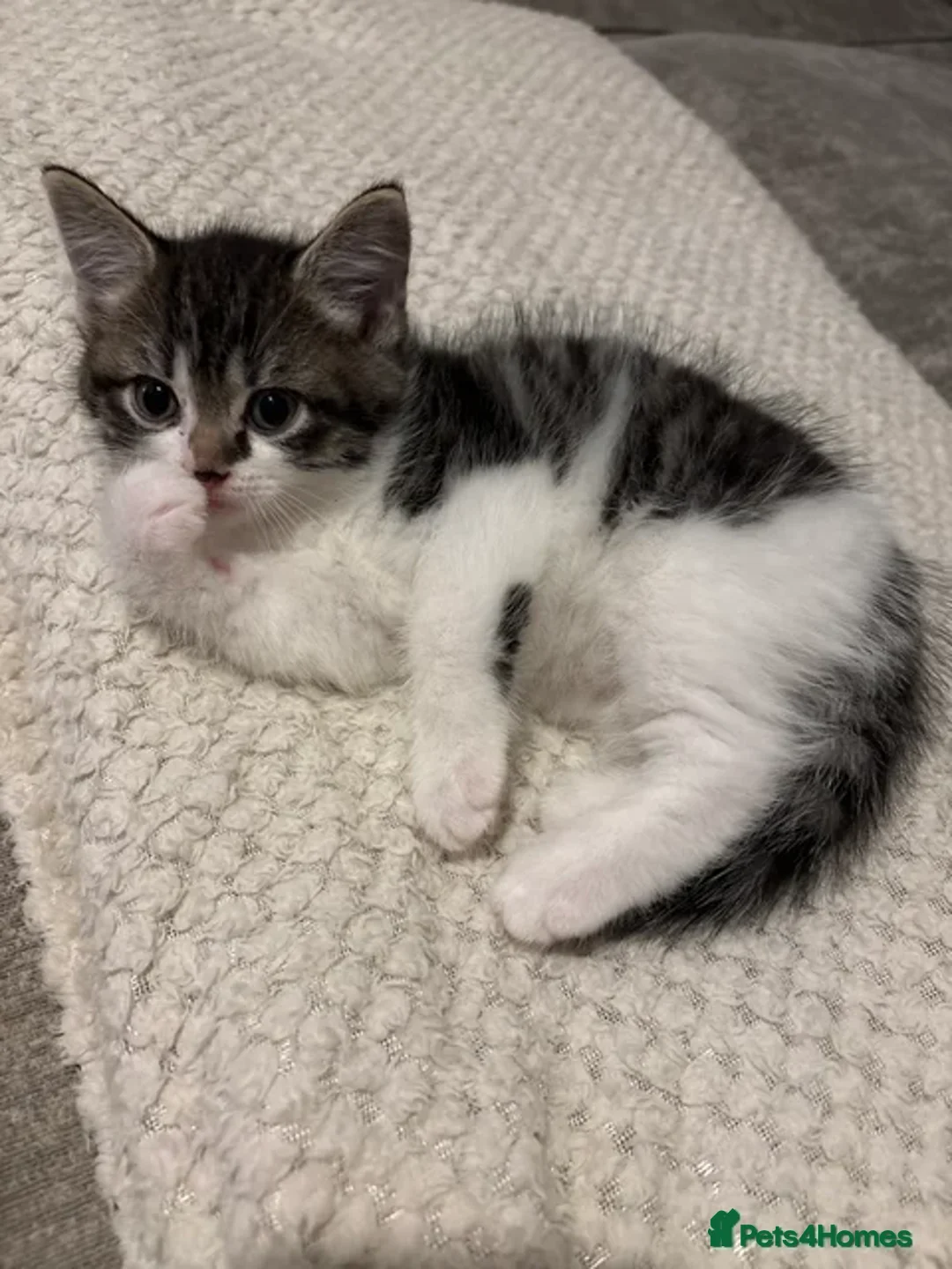 Bengal cats for sale: kitten  - Image 3