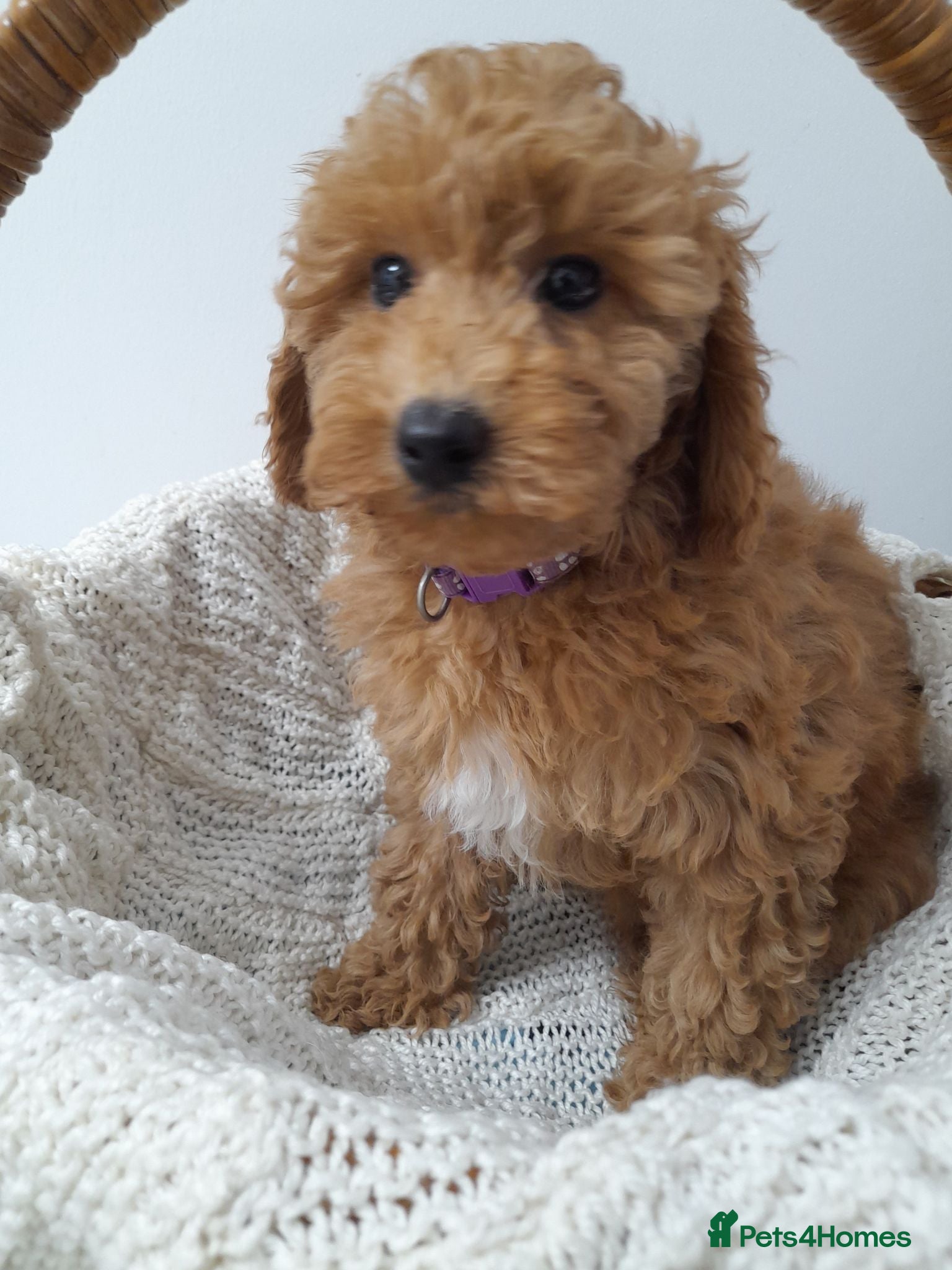 Miniature Poodle dogs Gorgeous red miniature poodle puppies ready now - Advert 17