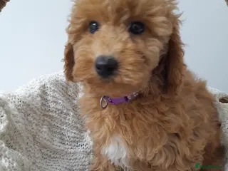 Miniature Poodle dogs Gorgeous red miniature poodle puppies ready now - Advert 2