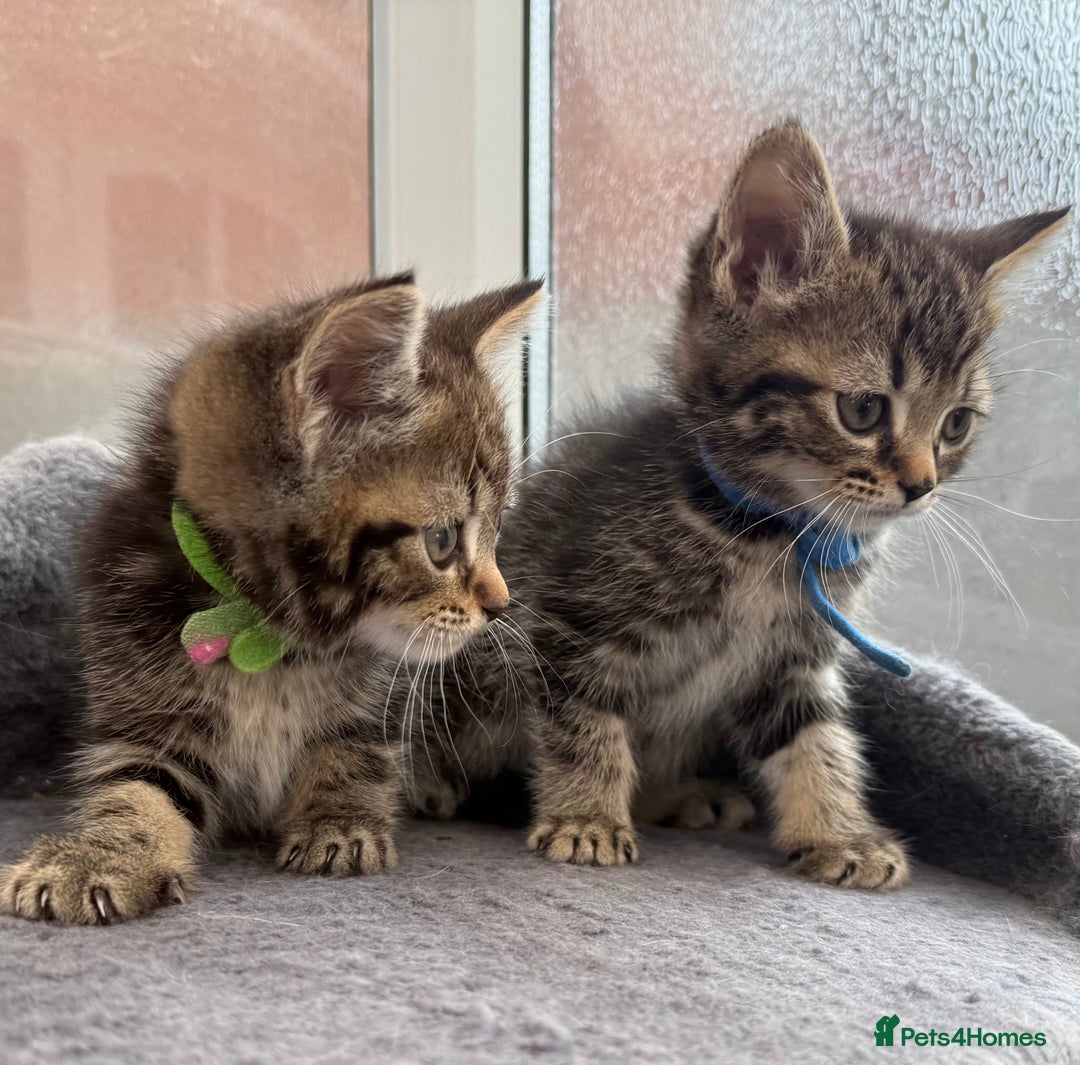 Norwegian Forest Cat cats for sale: Last two beautiful boys  - Image 1