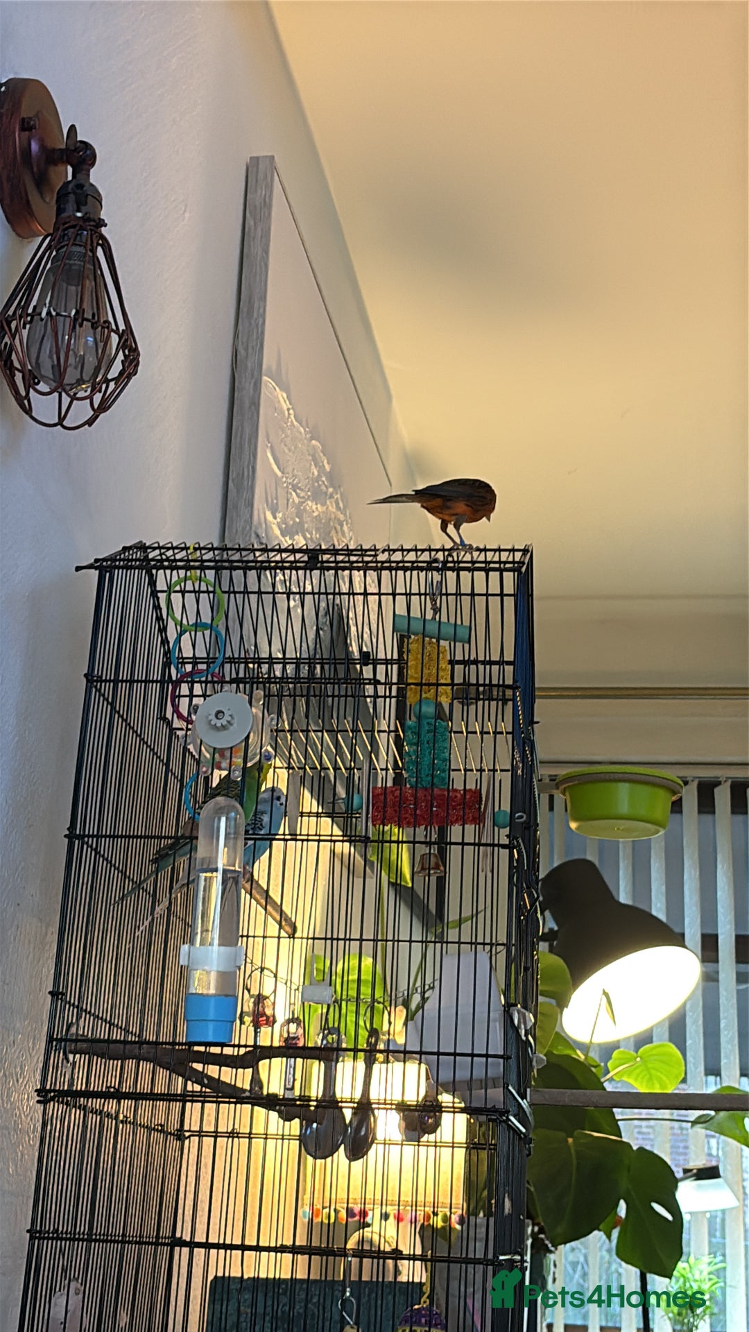 Canaries birds for sale: Beautiful male red and black canary  - Advert 4