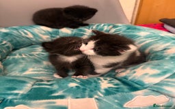Mixed Breed cats for sale: Mixed breed kittens  - Image 18