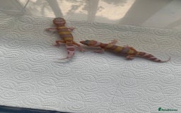 Leopard Gecko reptiles for sale: Leopard gecko babies cb25 - Image 15