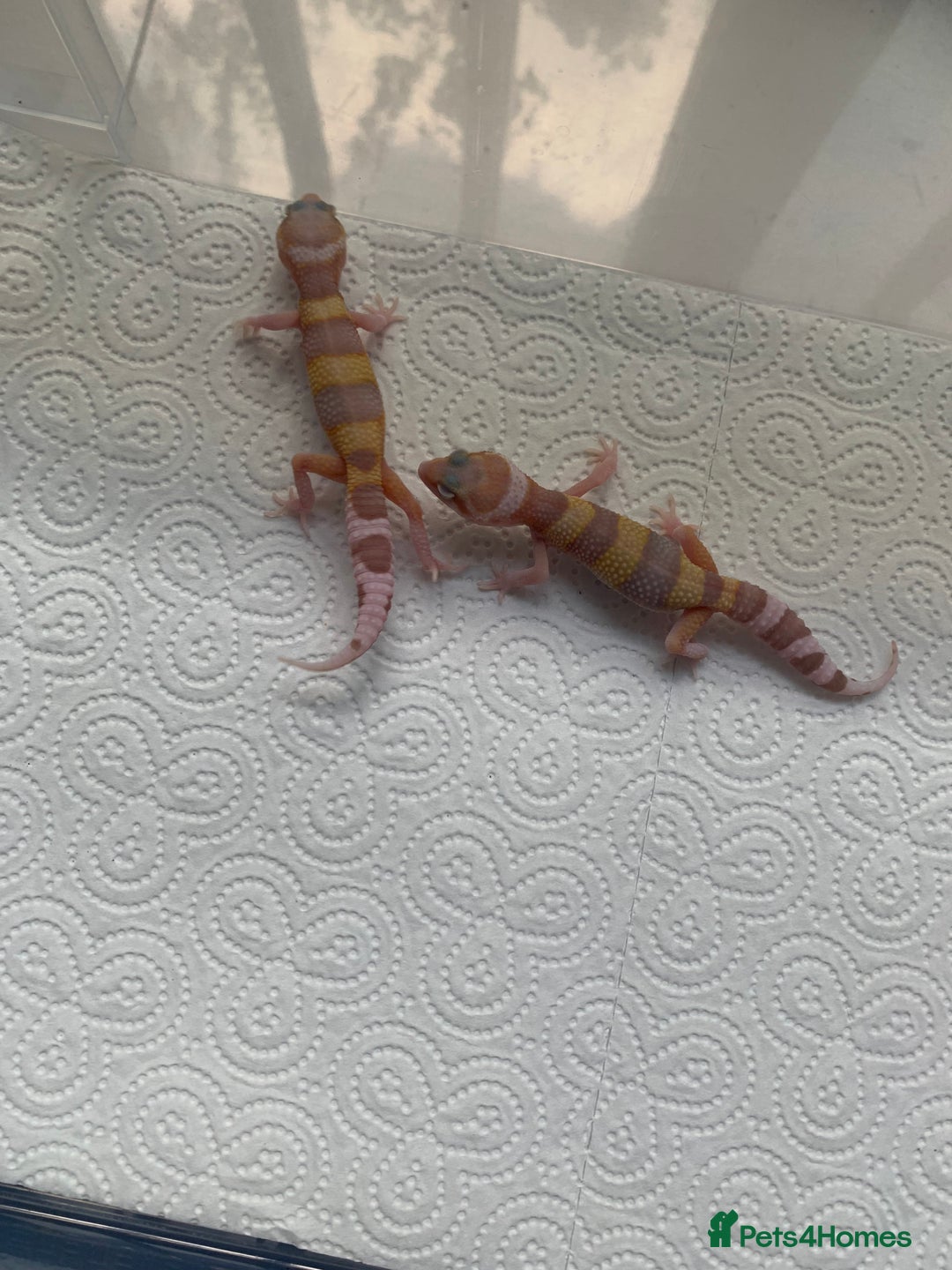 Leopard Gecko reptiles for sale: Leopard gecko babies cb25 - Image 15