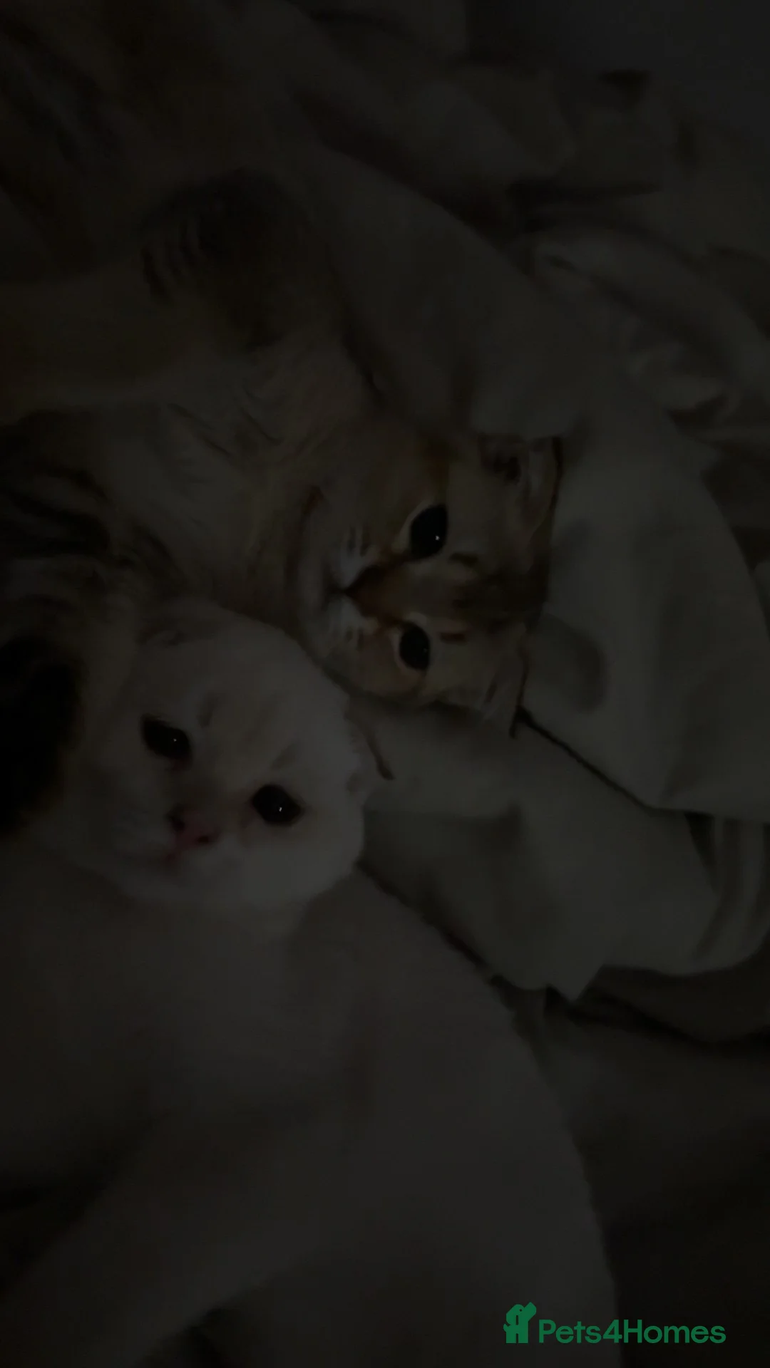 Scottish Fold cats for sale: 2 Scottish fold Kittens  - Advert 2