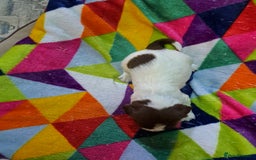 English Springer Spaniel dogs for sale: English springer spaniel pups - Image 7