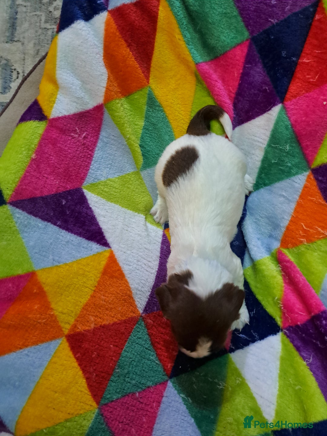 English Springer Spaniel dogs for sale: English springer spaniel pups - Image 7