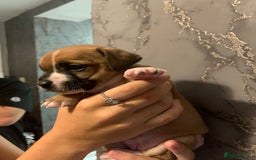 Jug dogs for sale: Beautiful litter of jack russle x jug - Image 16