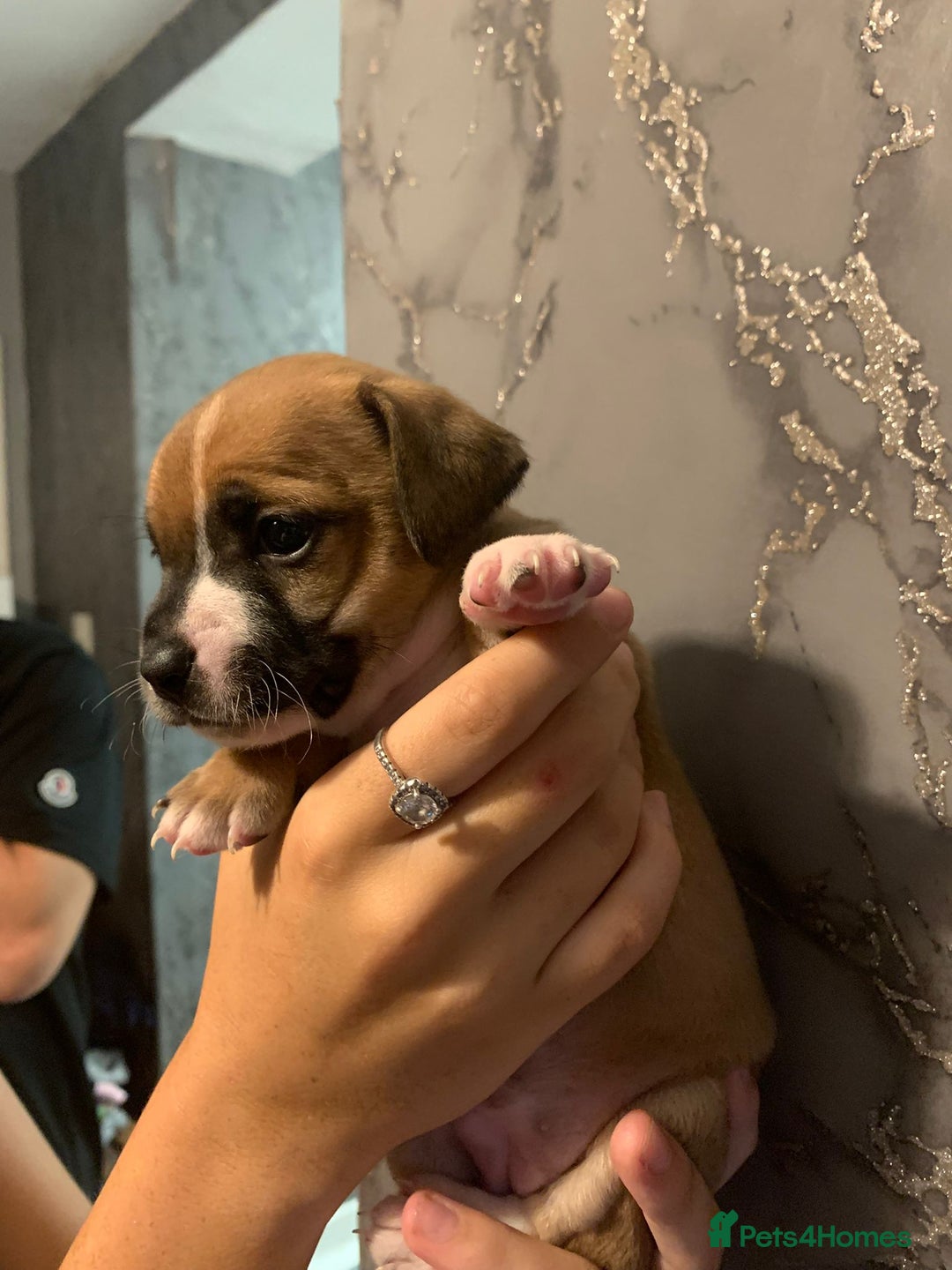 Jug dogs for sale: Beautiful litter of jack russle x jug - Image 16