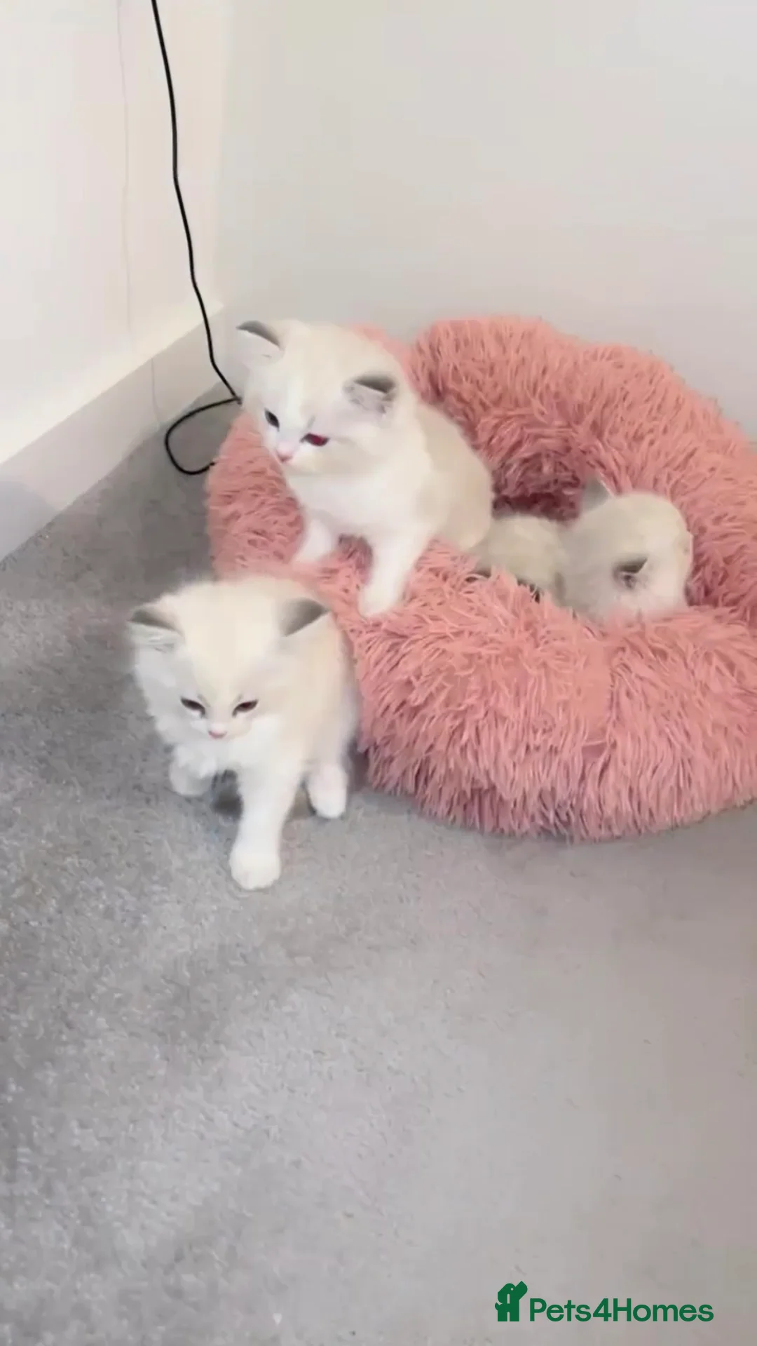 Ragdoll cats for sale: 😍 BEAUTIFUL RARE BLUE LYNX POINT BICOLOR FEMALE  - Advert 1