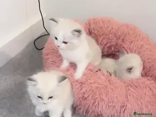 Ragdoll cats for sale: 😍 BEAUTIFUL RARE BLUE LYNX POINT BICOLOR FEMALE - Advert 1