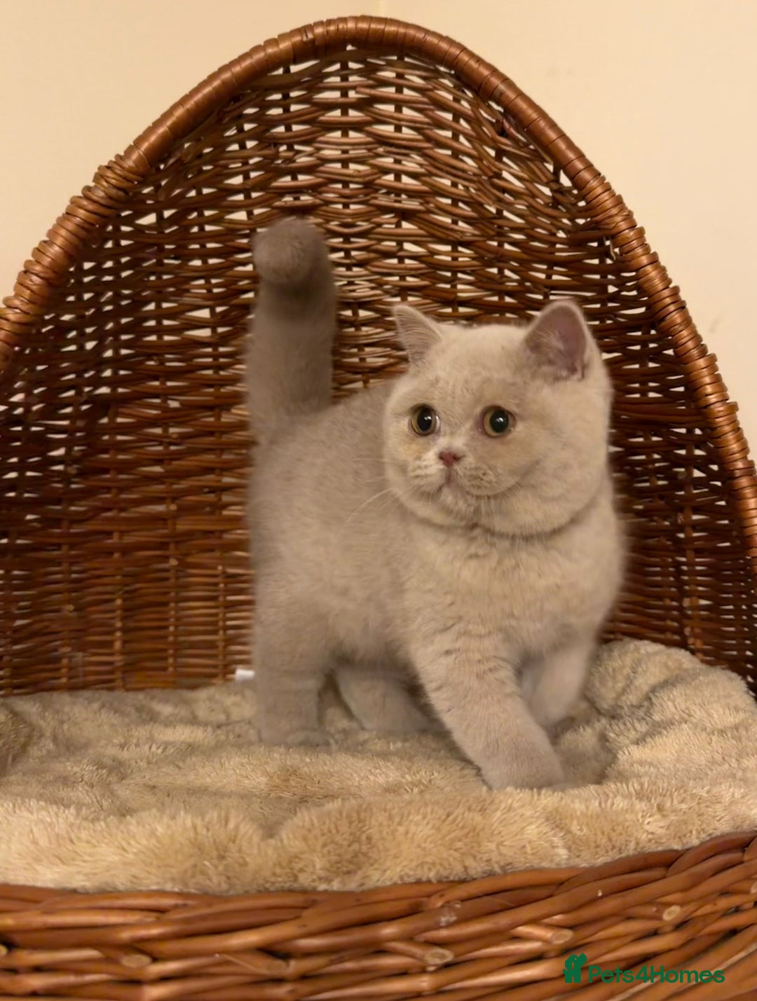 British Shorthair cats for sale: British Shorthair kittens  - Advert 7