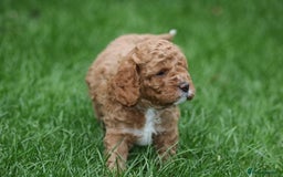 Cavapoo dogs for sale: Cavapoo  - Image 33