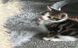 Mixed Breed cats for sale: 3 gorgeous Toms for sale - Image 7
