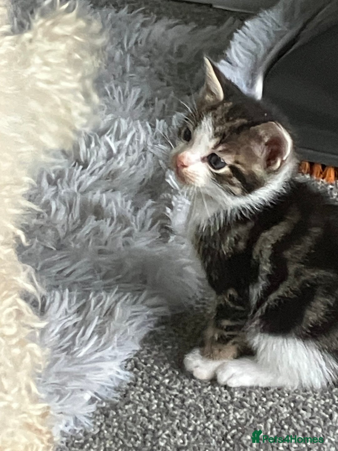 Mixed Breed cats for sale: 3 gorgeous Toms for sale - Image 7
